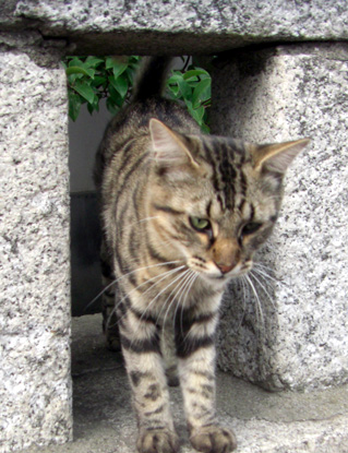 Mimachi_st_cats2